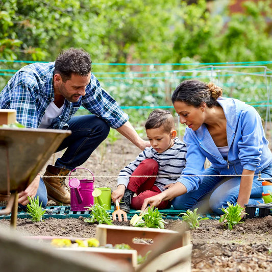 Семена за цветна градина